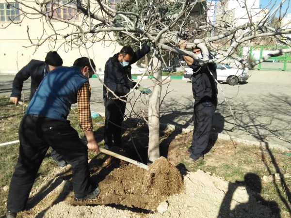 درختکاری در فضای سبز پردیس شهید چمران 8