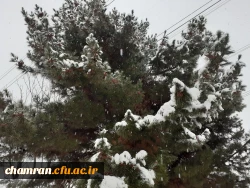 چشم انداز زمستانی پردیس شهید چمران 2
