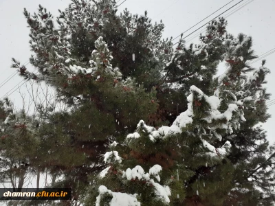 چشم انداز زمستانی پردیس شهید چمران