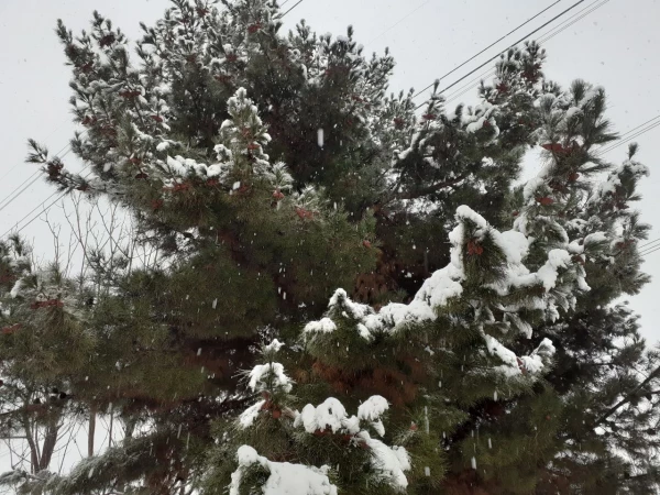 چشم انداز زمستانی پردیس شهید چمران 2