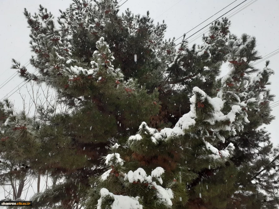 چشم انداز زمستانی پردیس شهید چمران 2