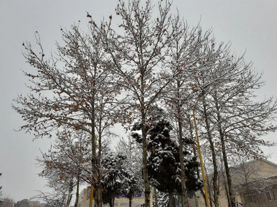 چشم انداز زمستانی پردیس شهید چمران 6