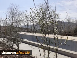 حال و هوای پردیس شهید چمران در آستانه بهار 4