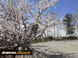 حال و هوای پردیس شهید چمران در آستانه بهار 7