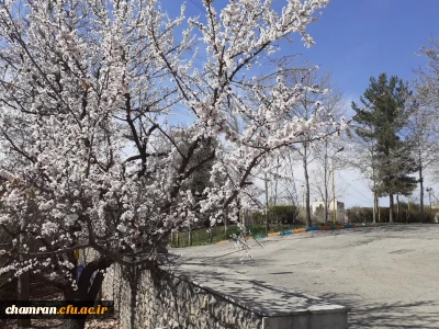 حال و هوای پردیس شهید چمران در آستانه بهار