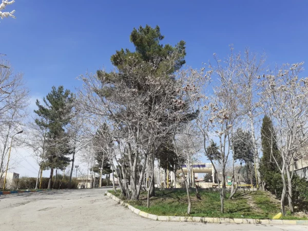 حال و هوای پردیس شهید چمران در آستانه بهار 8