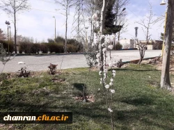 حال و هوای پردیس شهید چمران در آستانه بهار 9