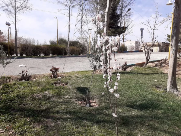 حال و هوای پردیس شهید چمران در آستانه بهار 9