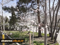 حال و هوای پردیس شهید چمران در آستانه بهار 10