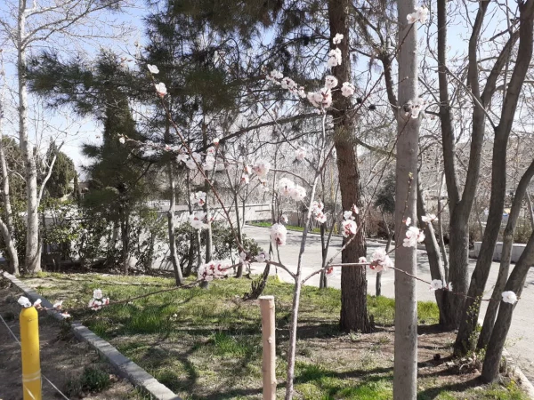 حال و هوای پردیس شهید چمران در آستانه بهار 10