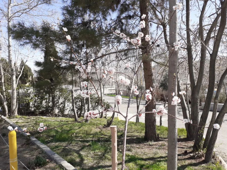 حال و هوای پردیس شهید چمران در آستانه بهار 10