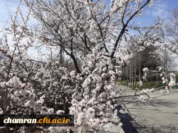 حال و هوای پردیس شهید چمران در آستانه بهار 11