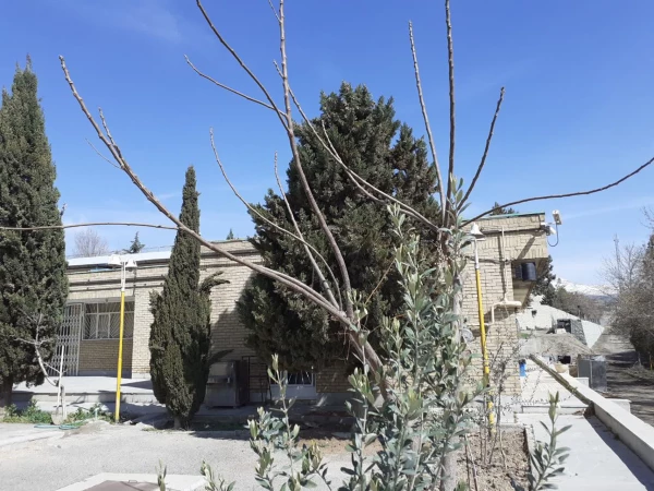 حال و هوای پردیس شهید چمران در آستانه بهار 19