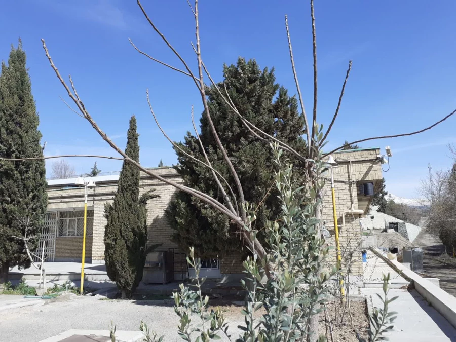 حال و هوای پردیس شهید چمران در آستانه بهار 19