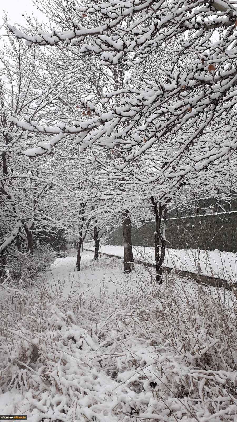چشم انداز برفی پردیس شهید چمران 2