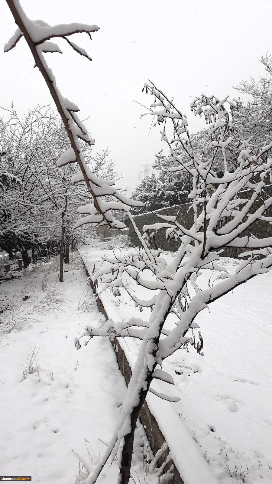 چشم انداز برفی پردیس شهید چمران 3