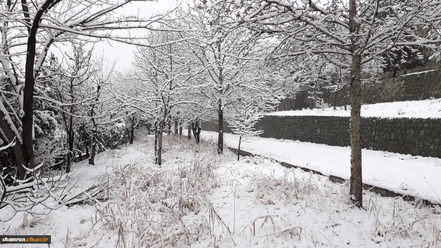 چشم انداز برفی پردیس شهید چمران 11