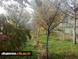 پاییز زیبا در پردیس شهید چمران - ۵ آذر ۱۳۹۷ 3