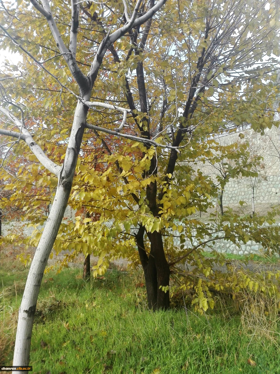 پاییز زیبا در پردیس شهید چمران - ۵ آذر ۱۳۹۷ 4
