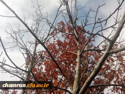 پاییز زیبا در پردیس شهید چمران - ۵ آذر ۱۳۹۷ 5