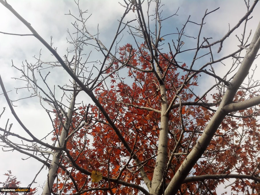 پاییز زیبا در پردیس شهید چمران - ۵ آذر ۱۳۹۷ 5