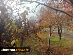 پاییز زیبا در پردیس شهید چمران - ۵ آذر ۱۳۹۷ 6