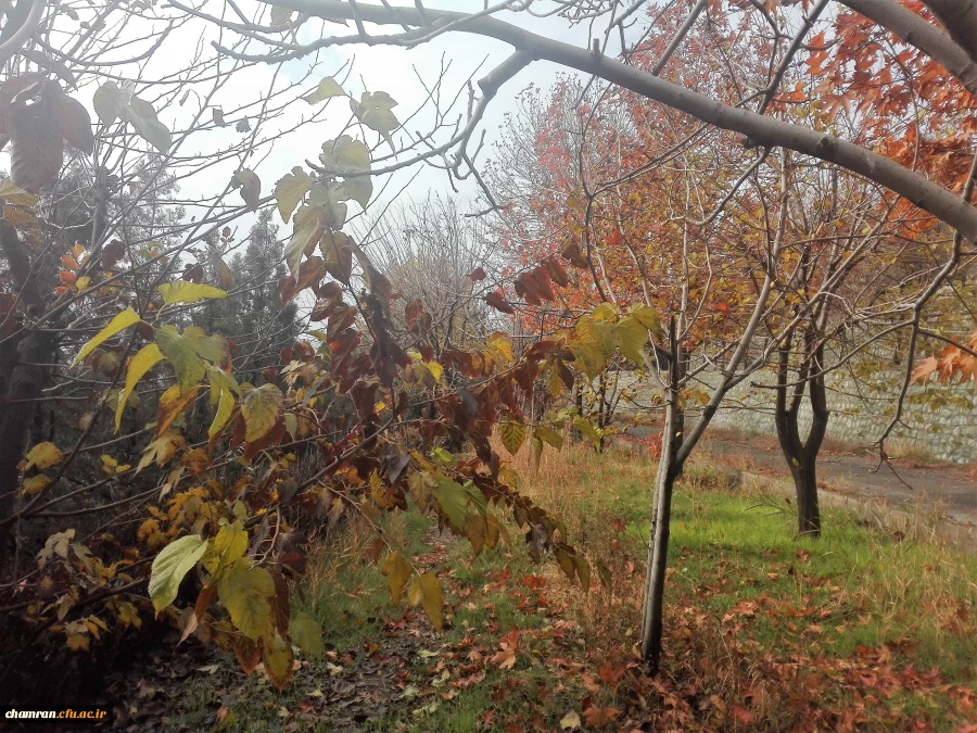 پاییز زیبا در پردیس شهید چمران - ۵ آذر ۱۳۹۷ 6