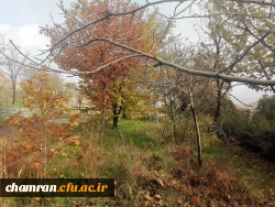 پاییز زیبا در پردیس شهید چمران - ۵ آذر ۱۳۹۷ 7