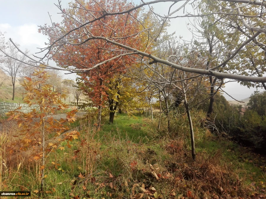 پاییز زیبا در پردیس شهید چمران - ۵ آذر ۱۳۹۷ 7