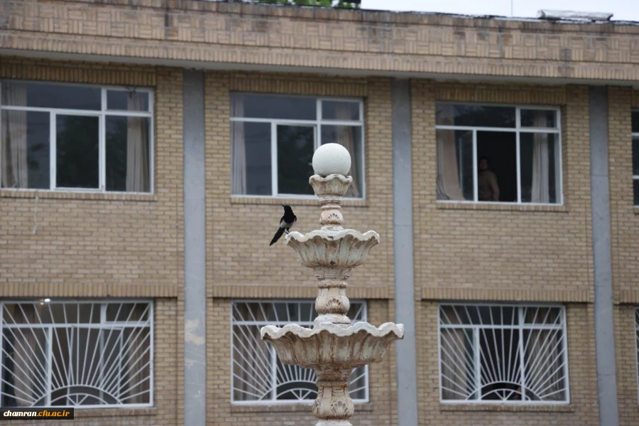 تصاویری از پردیس شهید چمران - عصر ۱۷ اردیبهشت ۱۴۰۳ 24