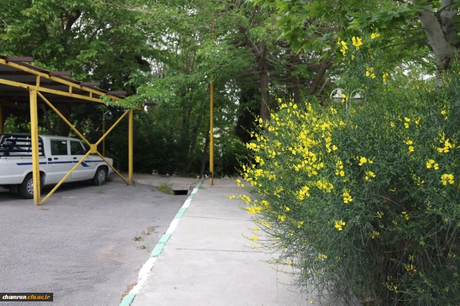 تصاویری از پردیس شهید چمران - عصر ۱۷ اردیبهشت ۱۴۰۳ 39