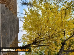 امیررضا حسین زاده (1)