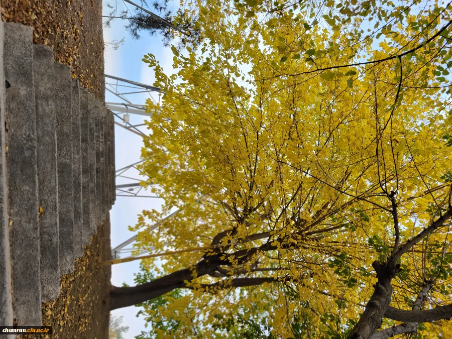 امیررضا حسین زاده (1)