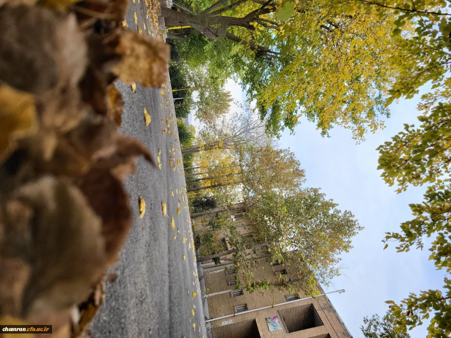 امیررضا حسین زاده (2)