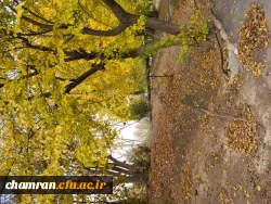 امیررضا حسین زاده (3)