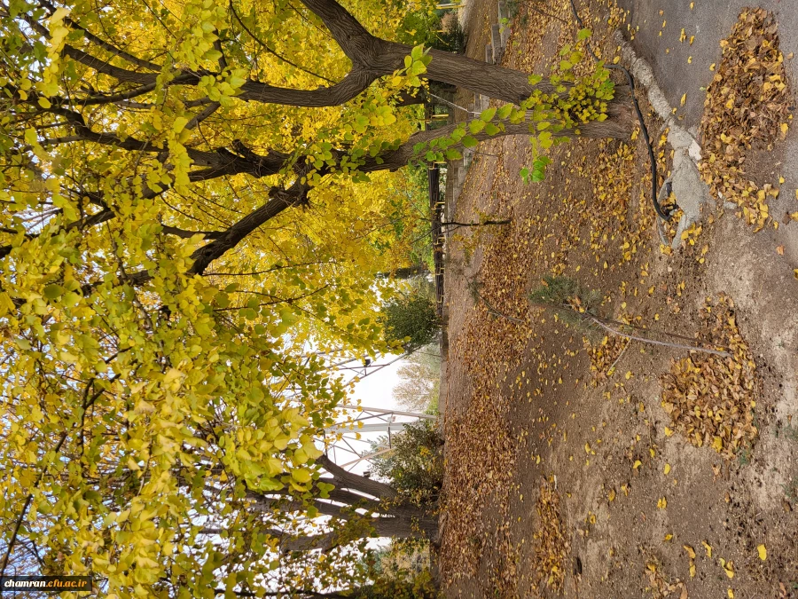 امیررضا حسین زاده (3)