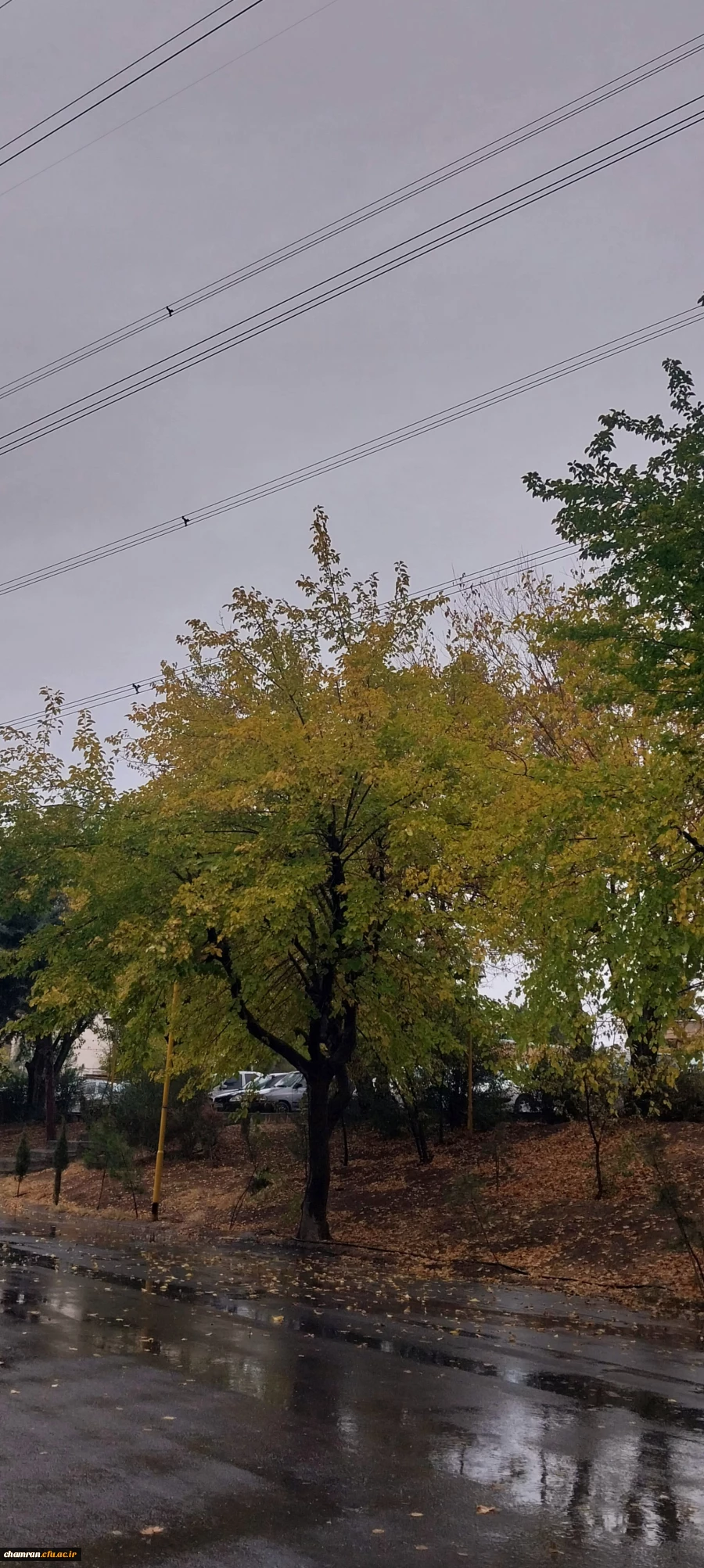 محمدمهدی محمدی