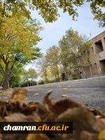 امیررضا حسین زاده (2)