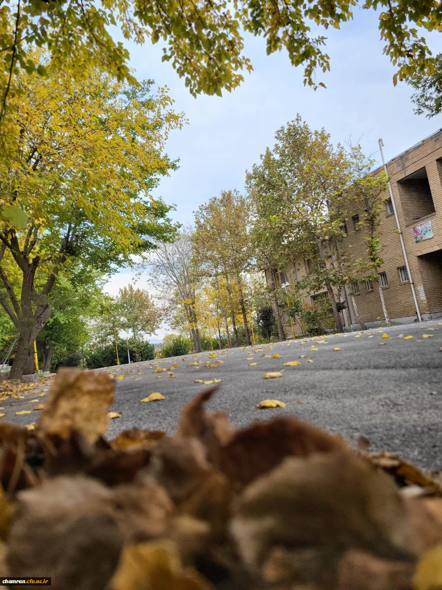 امیررضا حسین زاده (2)