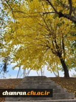 امیررضا حسین زاده (1)