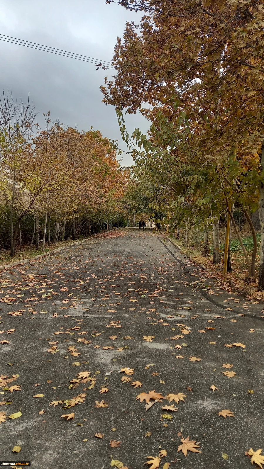 محمد امین ناطقی (1)