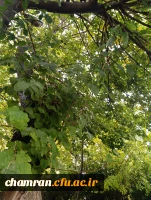 محمدعرفان حیدری (6)