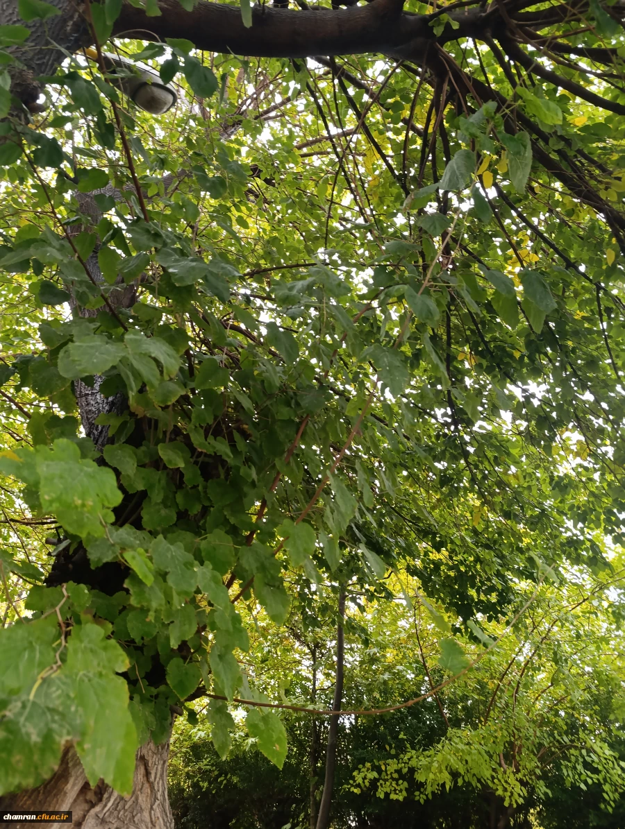 محمدعرفان حیدری (6)