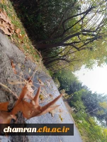 محمدعرفان حیدری (5)