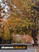 علی جهان تیغ (2)