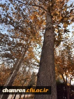 علی جهان تیغ (4)