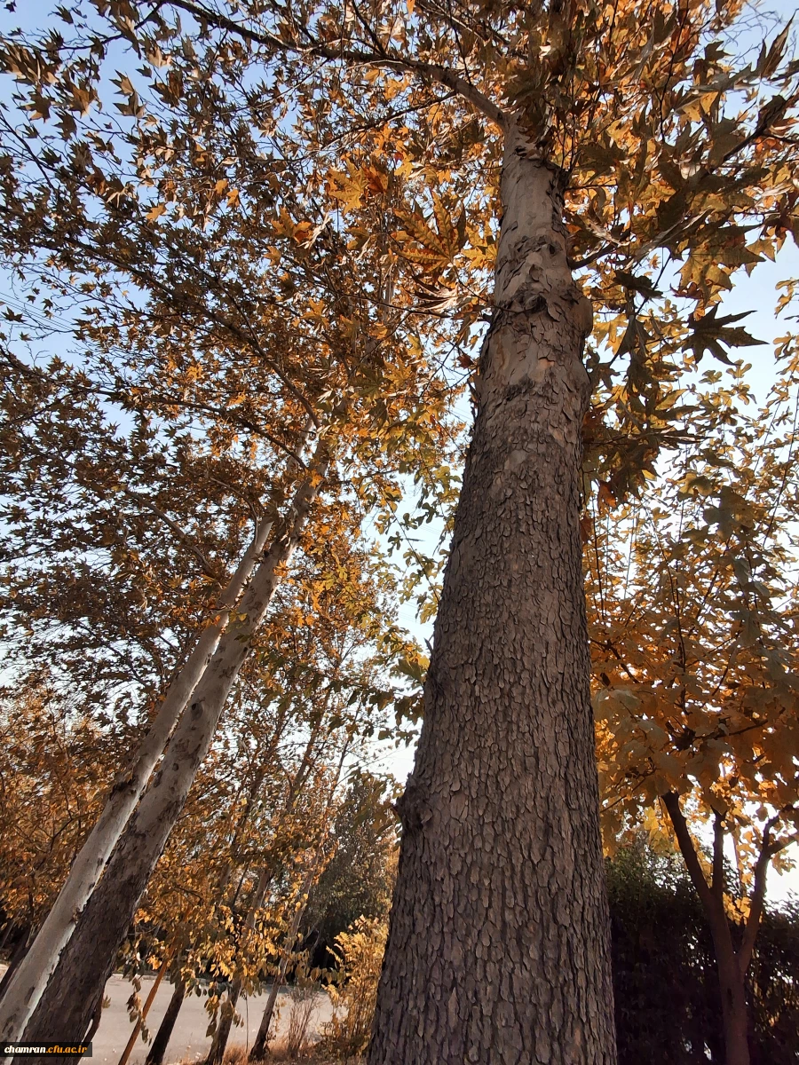 علی جهان تیغ (4)