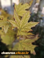 علی جهان تیغ (5)