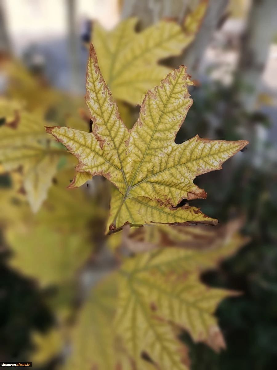 علی جهان تیغ (5)