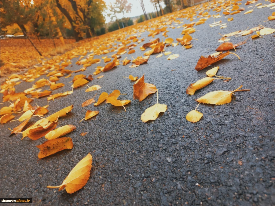 امیر مهدی بزرگی (3)